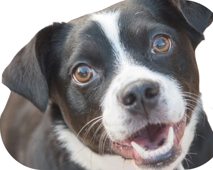 imagem cachorro preto